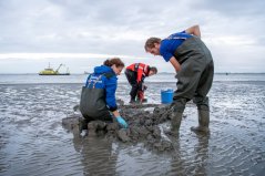 Onderzoekers van Wageningen Marine Research verzamelen wadpieren in de Westerschelde voor PFAS-analyse. september 2023 | Foto: Studio Retouched