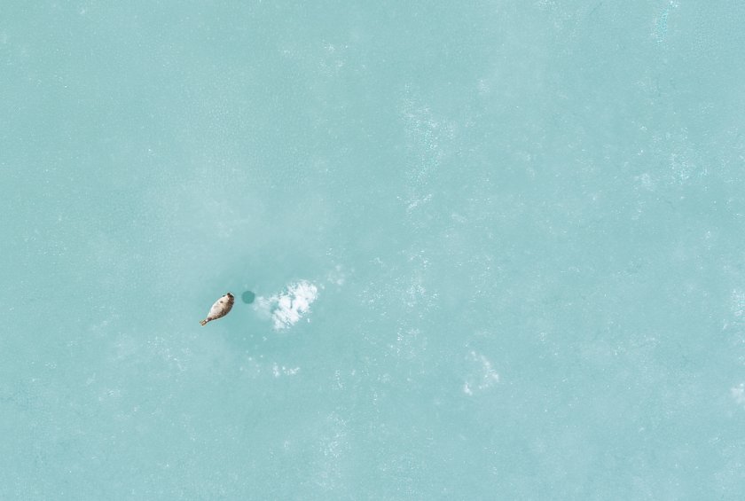 Ringed seal next to its breathing hole on the fast ice of St. Jonsfjorden, Svalbard (Photo: Aeria (Eelke Folmer)/NIOZ/WUR)