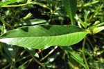 Detail blad kleine waterteunisbloem (Ludwigia peploides) (Foto: John Tann, Wikimedia Commons, 2014) 