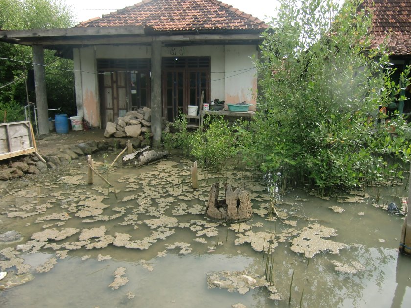 Mangrove destruction has set the way for coastal erosion, flooding and loss of property and livelihood