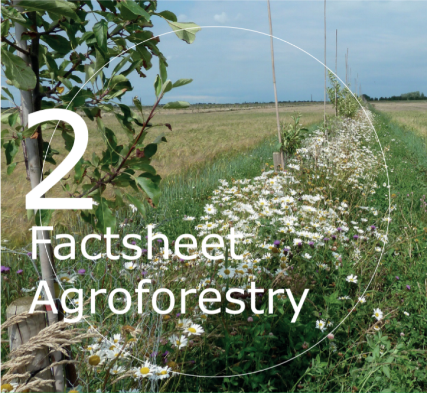 Biodiversiteit vergroten, hoe doe ik dat? 