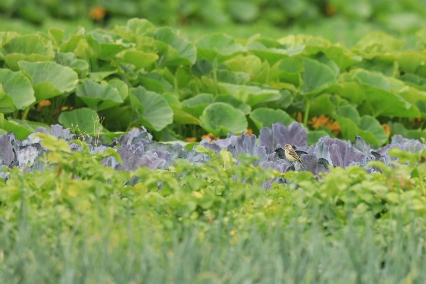 Strip cropping contributes to biodiversity and benefits insects and birds, among other animals.