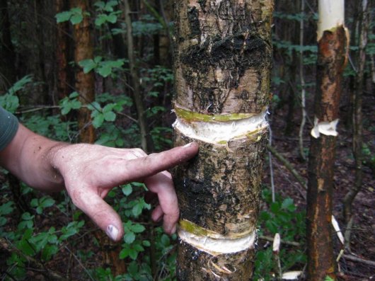 Dubbel geringde berk (Foto Ecopedia)