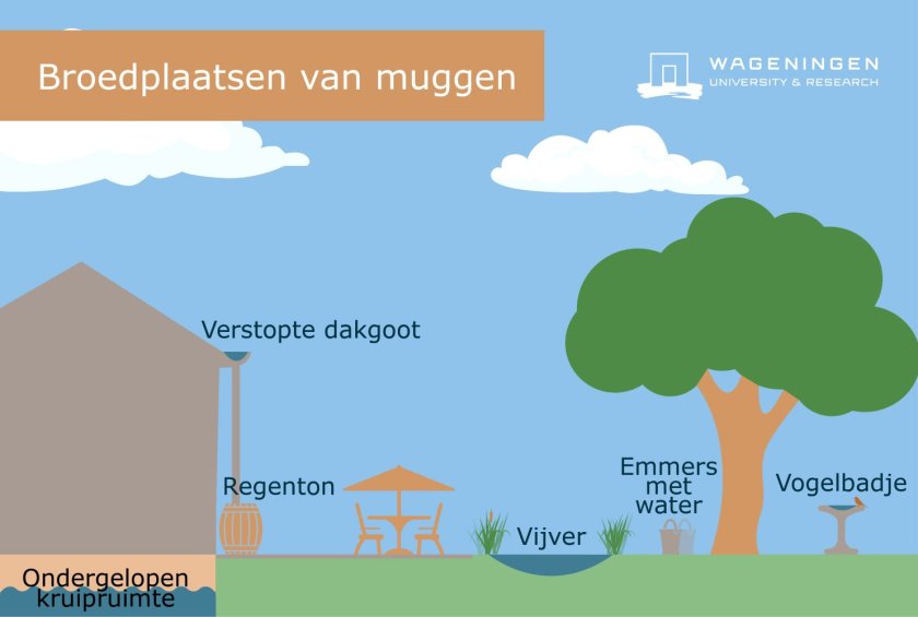 Overzicht van broedplaatsen van muggen om het huis, zoals een ondergelopen kruipruimte, een verstopte dakgoot, een regenton, vogelbadje, vijver of emmers met water (Beeld: WUR)