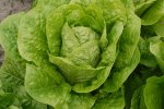 Romaine Blonde Maraîchère, krop (met dank aan Jan Velema, 2021)