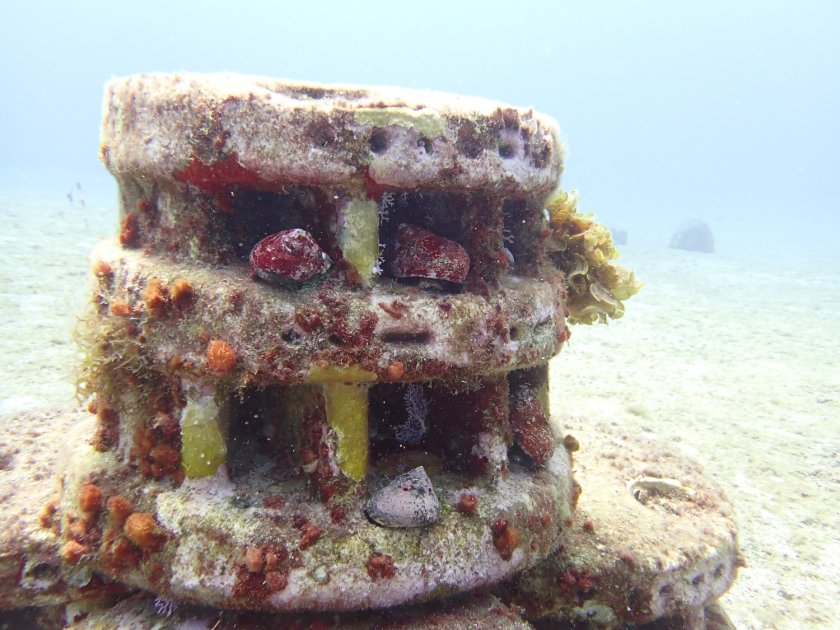 Gerestaureerde West-Indische topschelpen (wulken) op een Moreef, een modulair restauratierif. Foto: Alwin Hylkema