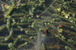 Verspreidbladige waterpest, Musselkanaal Groningen (Foto Willem Braam)