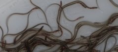 Glass Eels develop pigment as they grow into their next stadium: elver.