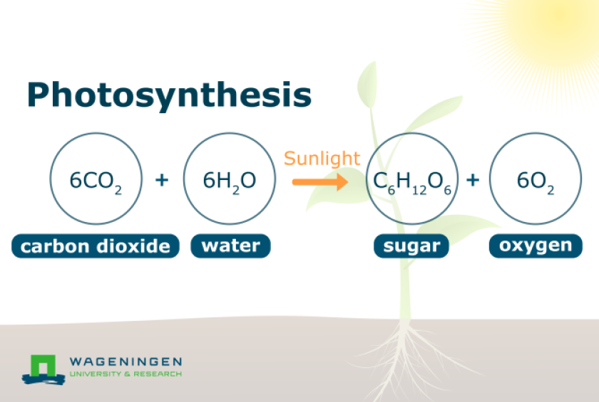 Formule fotosynthese proces diagram