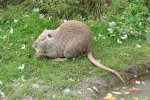 Beverrat (Myocastor coypus) (Foto: Gzen92, Wikimedia Commons, 2010)