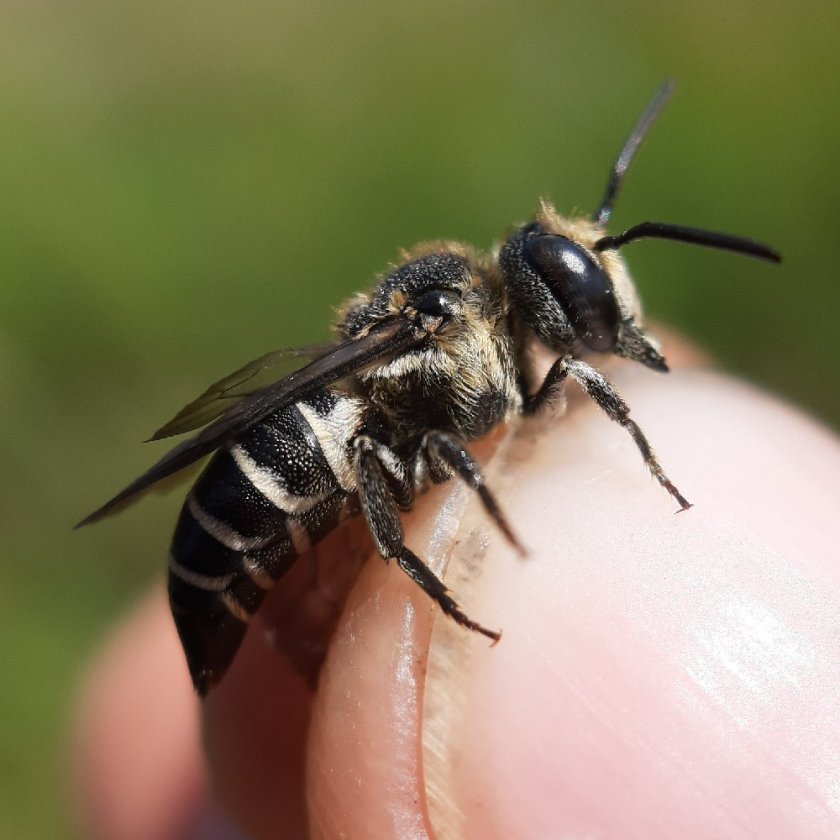 Coelioxys aurolimbata - Reinier de Vries