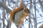 Amerikaanse voseekhoorn (Sciurus niger) (Foto: USFWS Mountain-Prairie, Wikimedia Commons, 2009) 