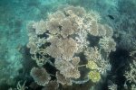 11. Construction of an artificial coral reef in Kenya - photo Ewout Knoester