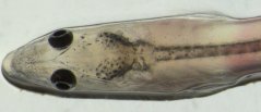 Glass eel, photographed at the laboratory in IJmuiden