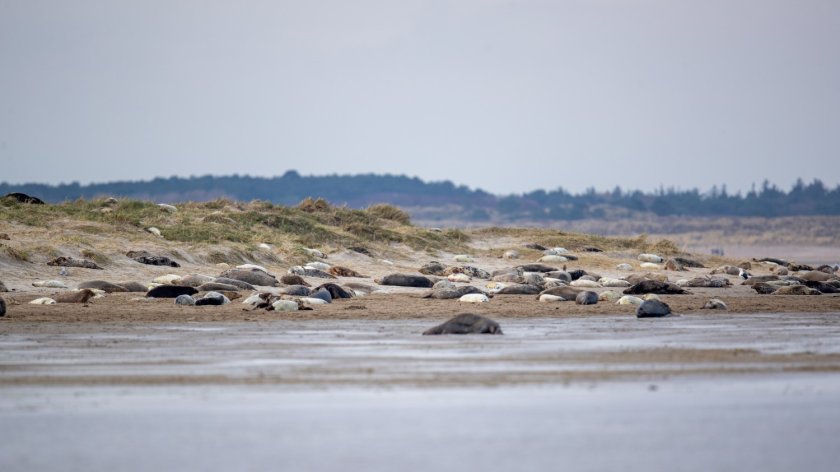 Seals_06_Jeroen Hoekendijk.jpg