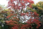 Amerikaanse eik met verkleurd blad in de herfst (Foto: Wikimedia Commons, 2005) 