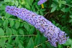 Bloeiende vlinderstruik (Buddleja davidii Franch.). Foto: Fernando Losada Rodríguez Wikimedia Commons 2022 