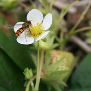 Groenegewasbescherming